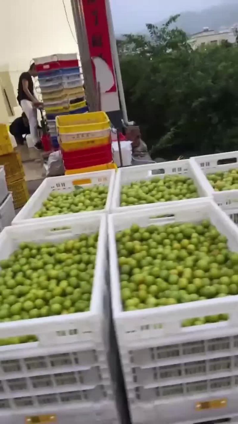 三月李大量上市
