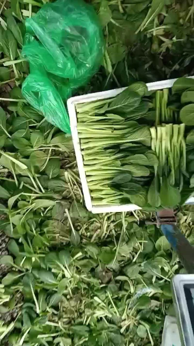 精品菜心