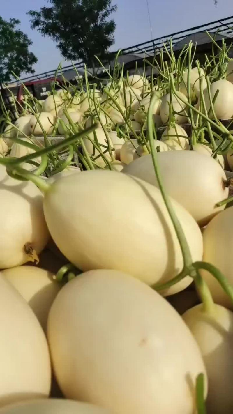 红金密甜瓜
