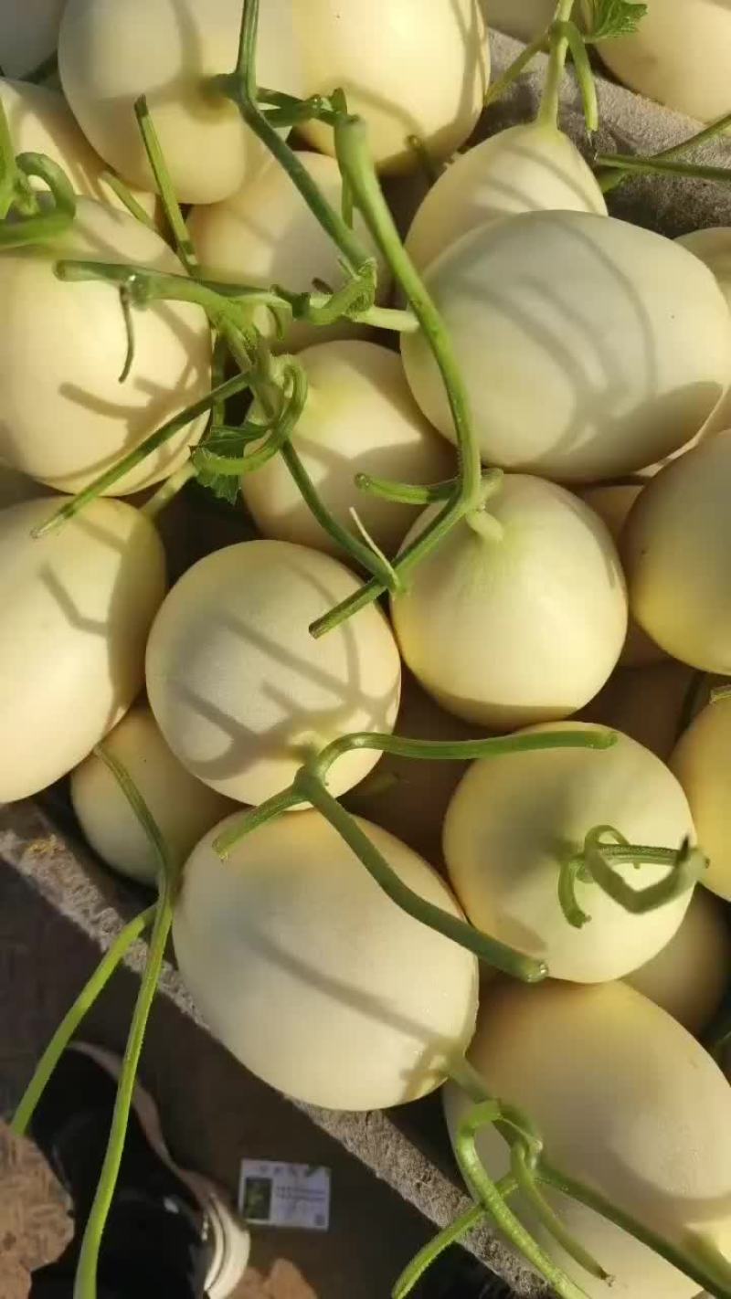 红金密甜瓜
