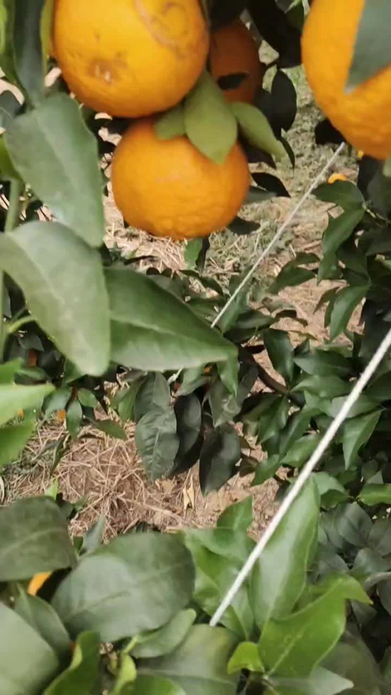 云南丽江高海拔沃甘