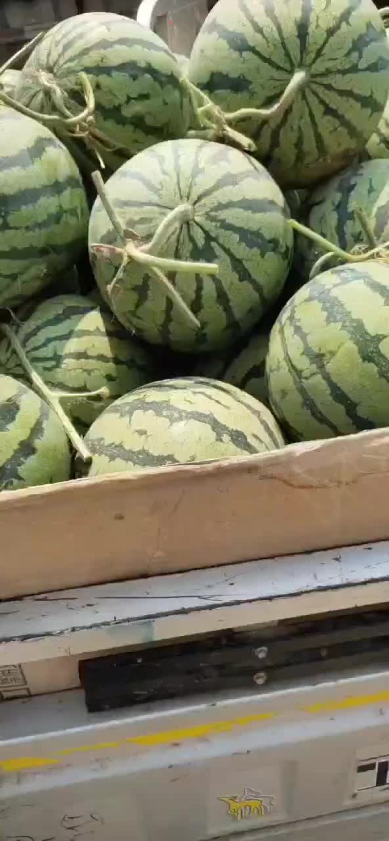 精品早春红玉西瓜，美都，甜王，8424西瓜大量上市，