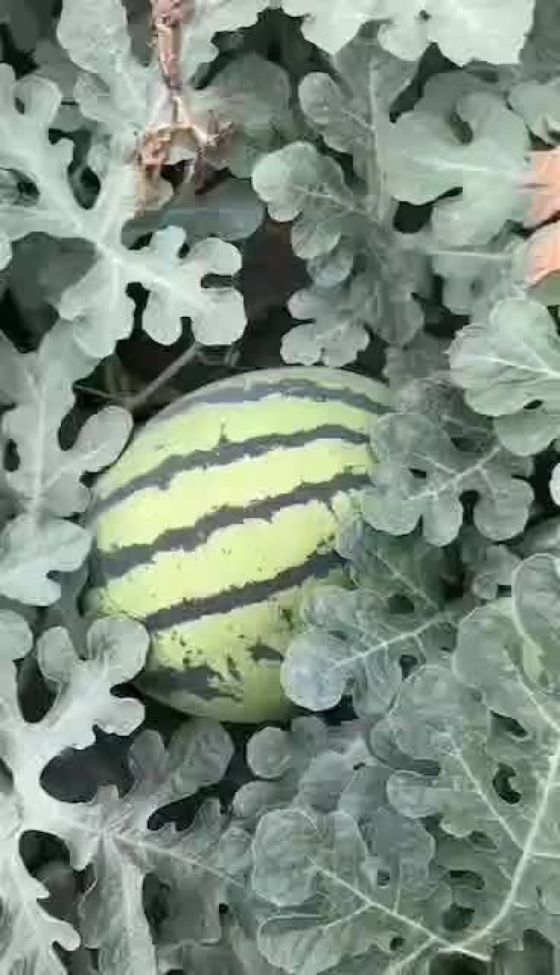 精品早春红玉西瓜，美都，甜王，8424西瓜大量上市，