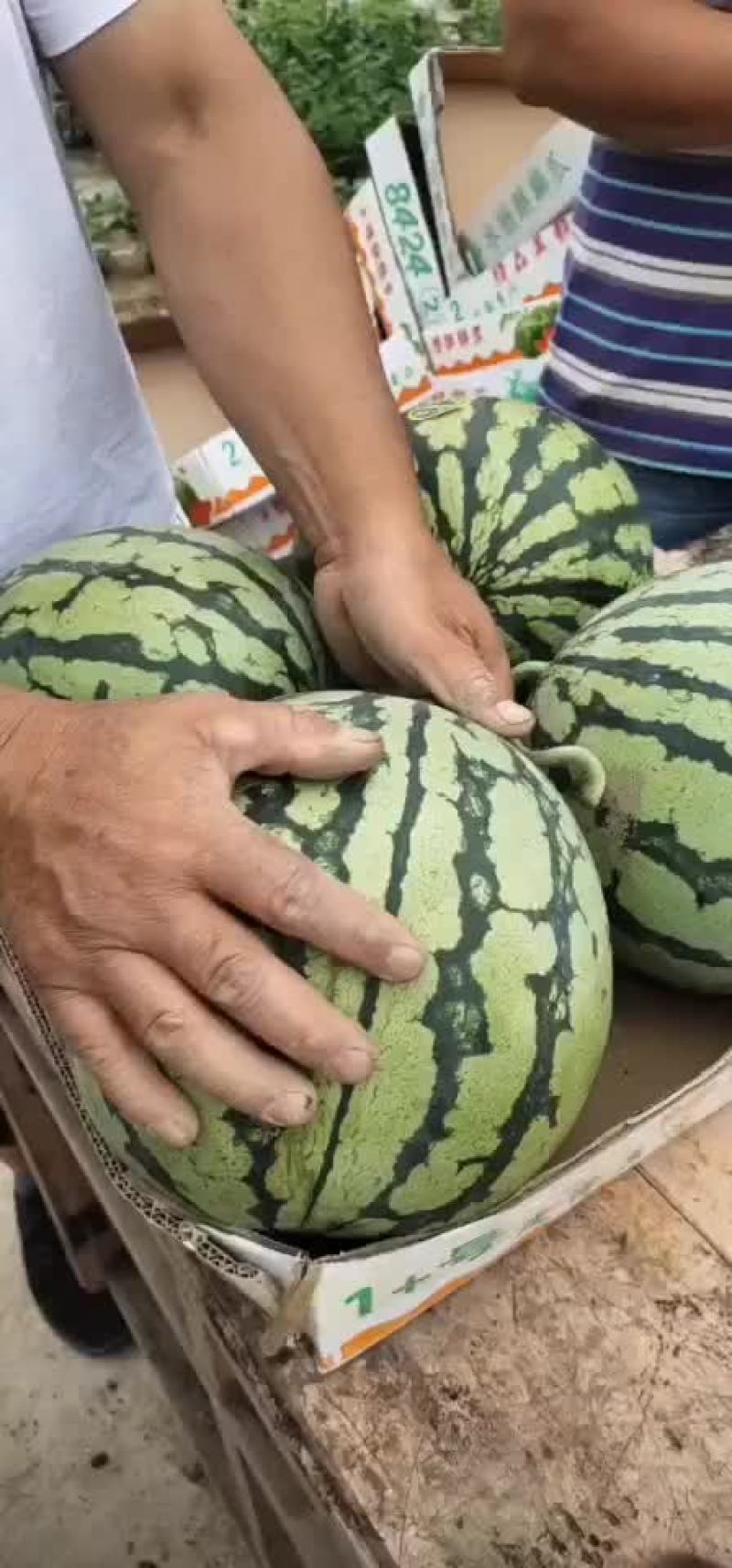 精品早春红玉西瓜，美都，甜王，8424西瓜大量上市，