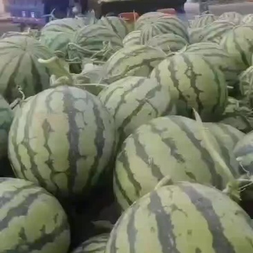 精品早春红玉西瓜，美都，甜王，8424西瓜大量上市，