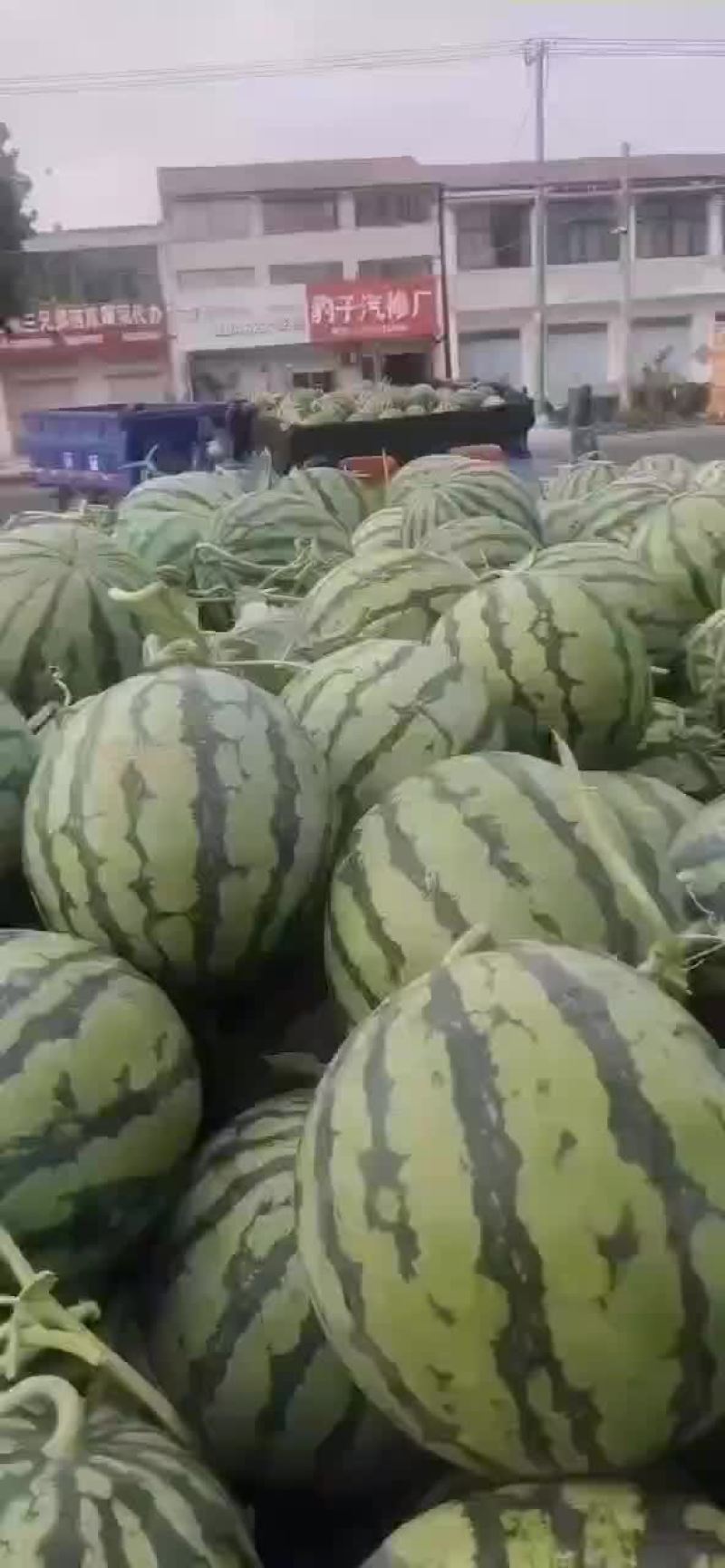 精品早春红玉西瓜，美都，甜王，8424西瓜大量上市，
