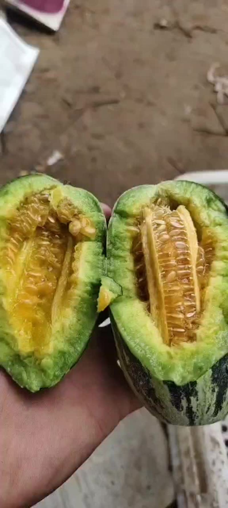 自己种甜瓜要的