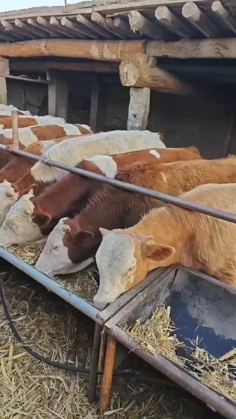 西门塔公牛育肥牛