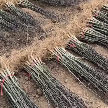 花椒苗