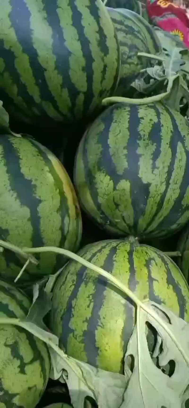 西瓜
