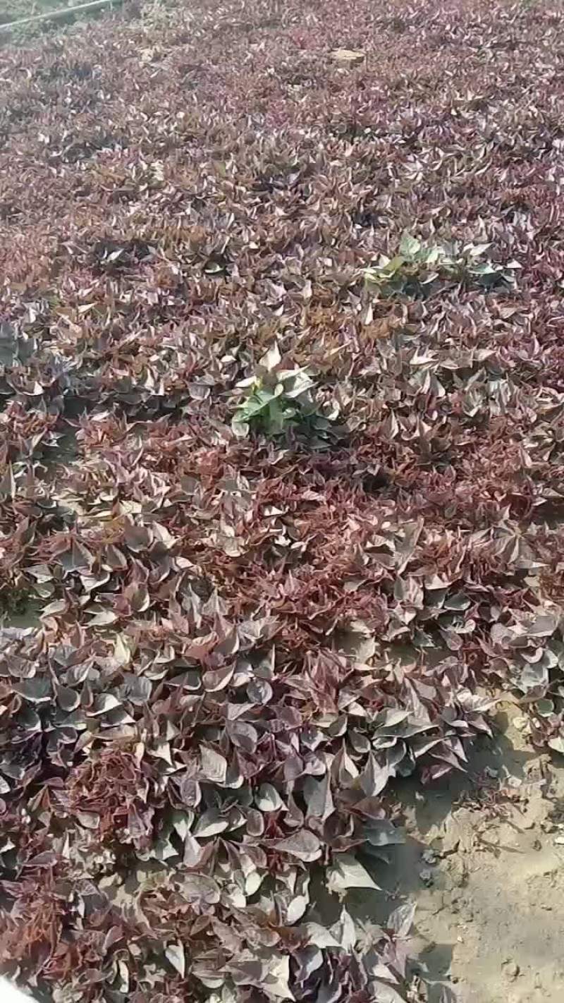 辽宁鞍山海城高坨子地瓜育苗基地直销