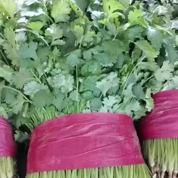 精品香菜，菠菜！