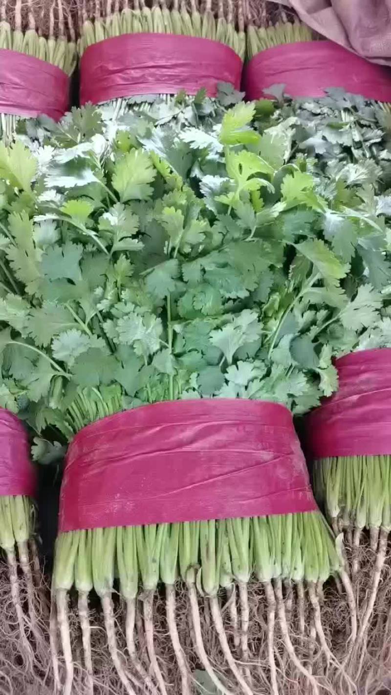 精品香菜，菠菜！