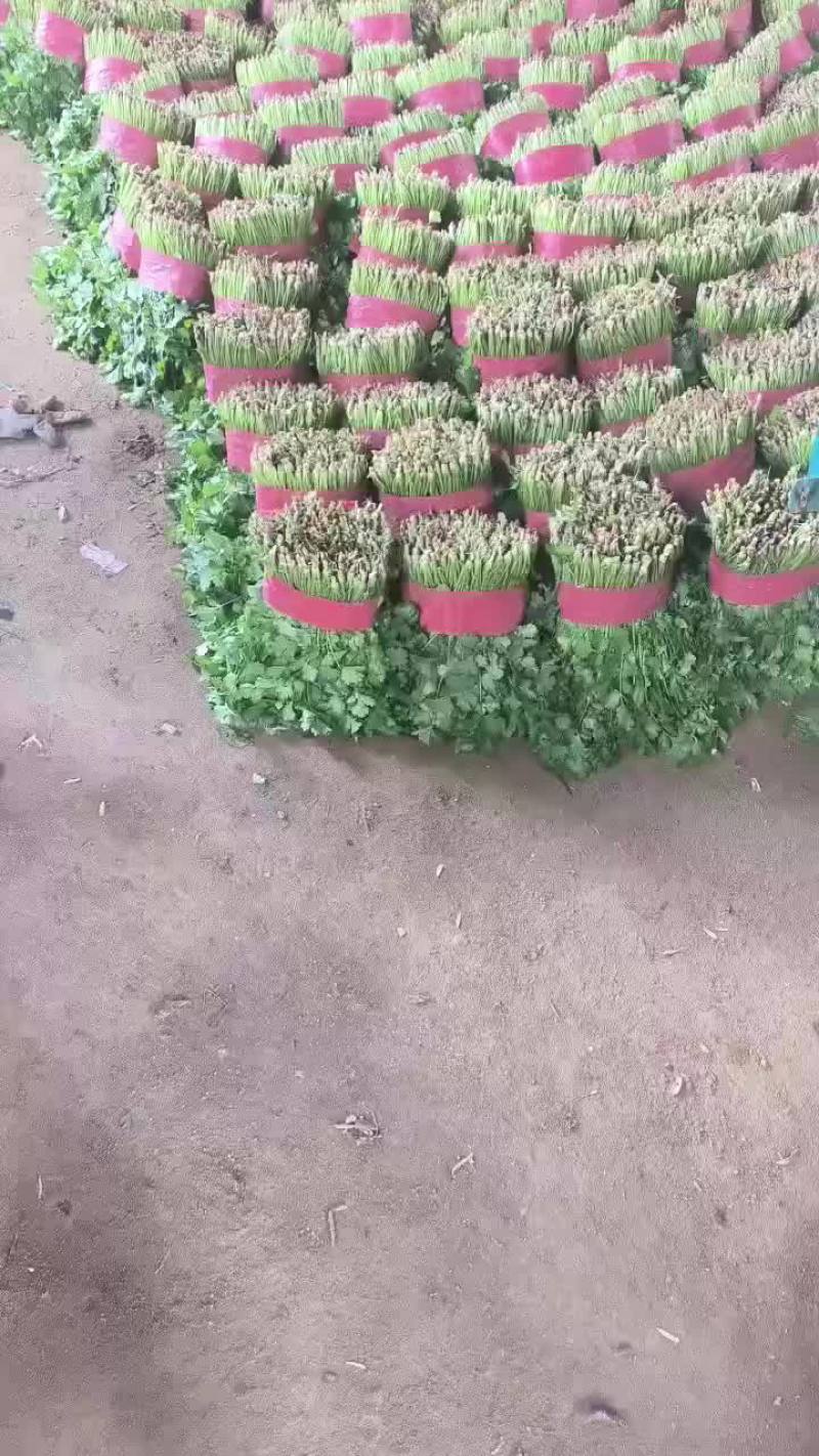 精品香菜，菠菜！