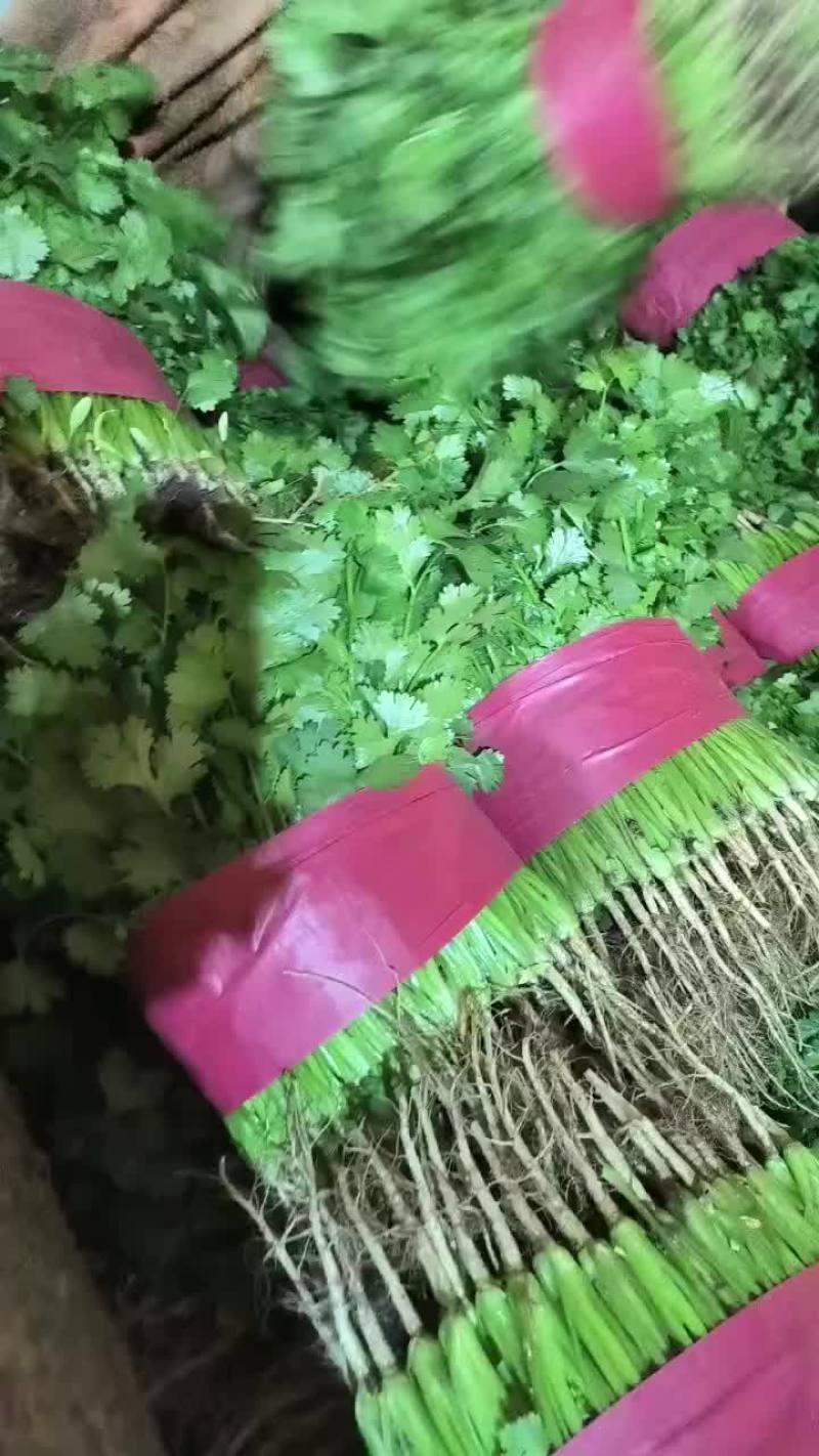 精品香菜，菠菜！