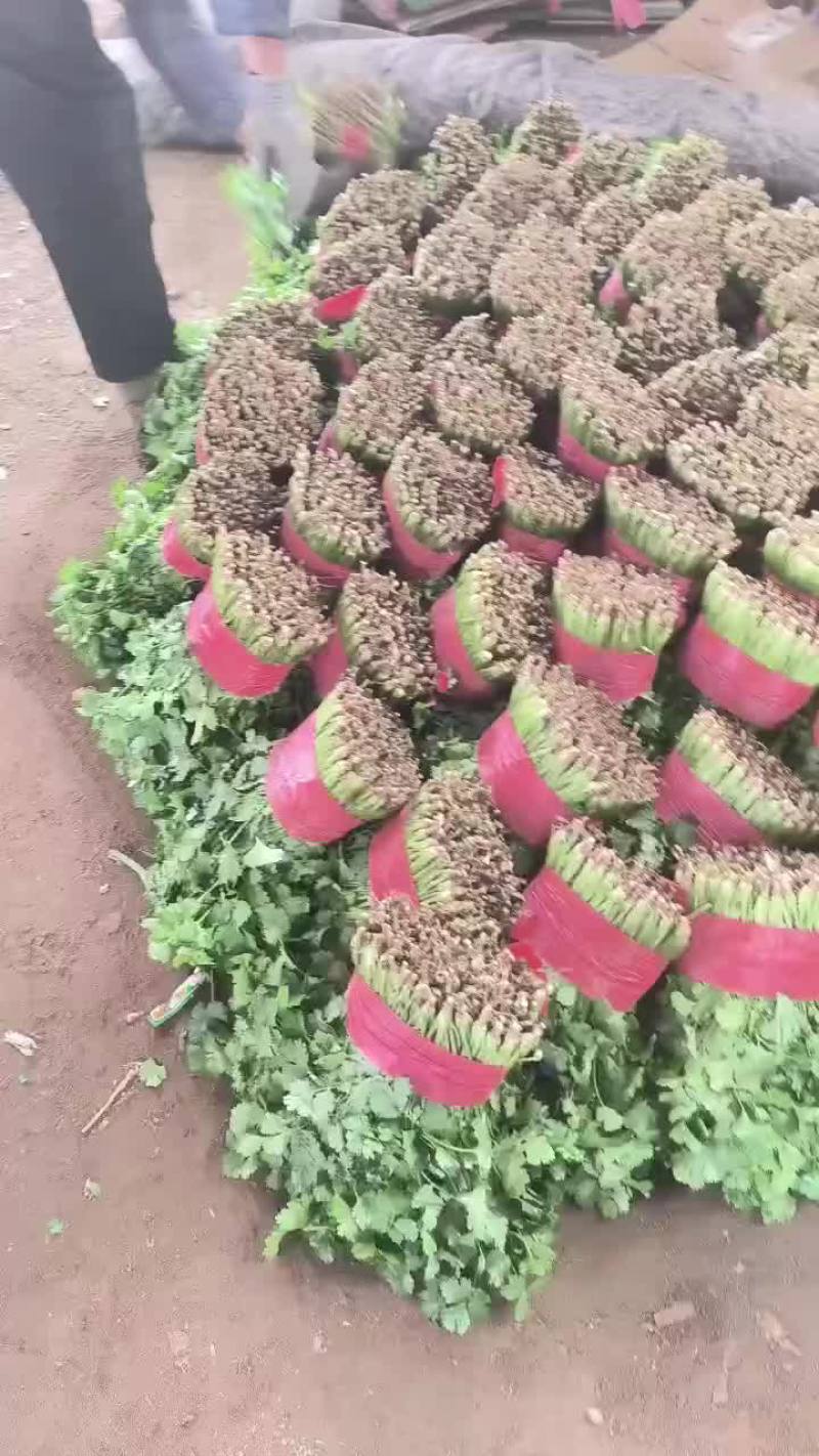 精品香菜，菠菜！