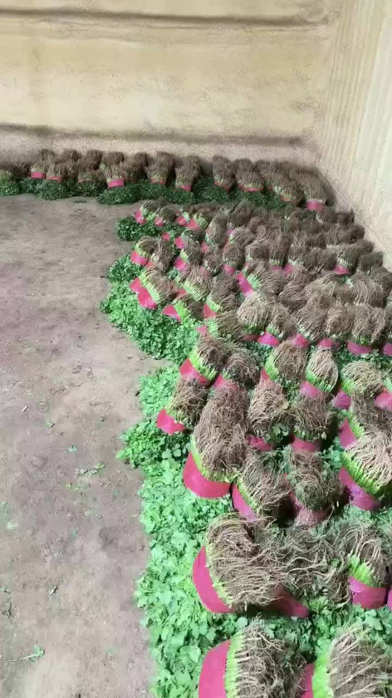精品香菜，菠菜！