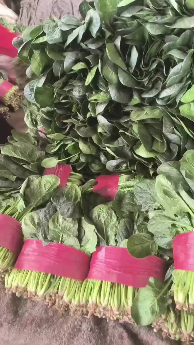 精品香菜，菠菜！