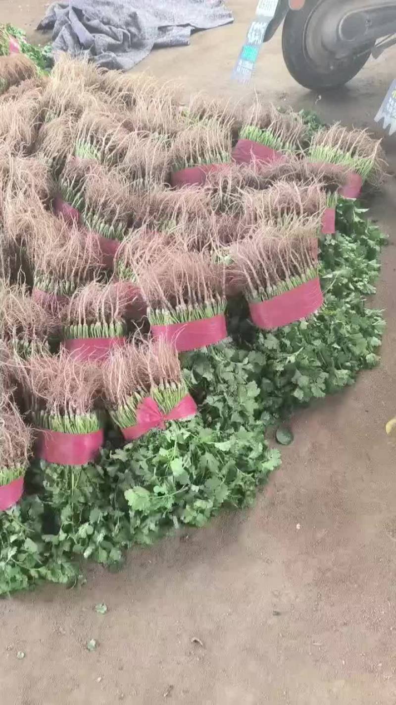 精品香菜，菠菜！