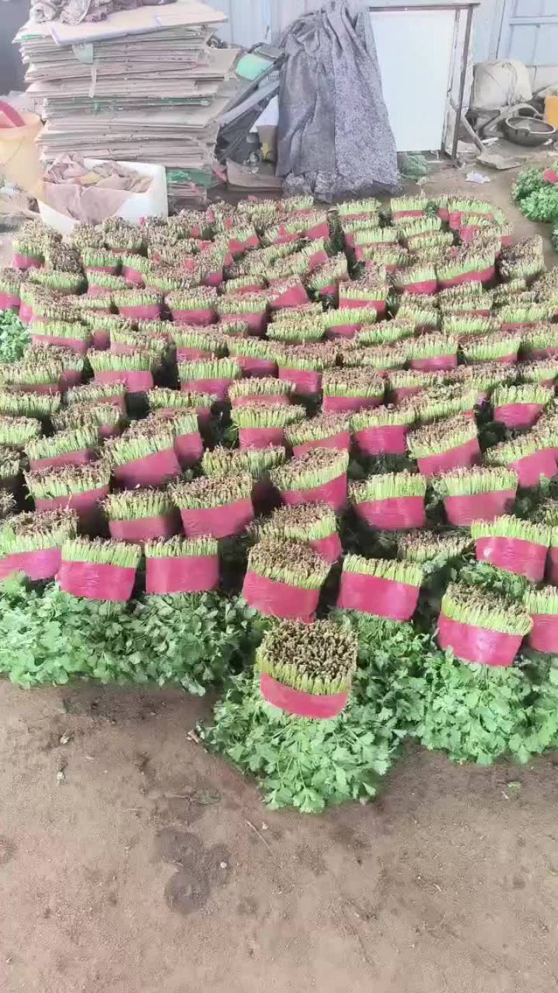 精品香菜，菠菜！
