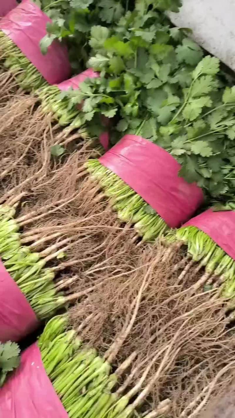 精品香菜，菠菜！