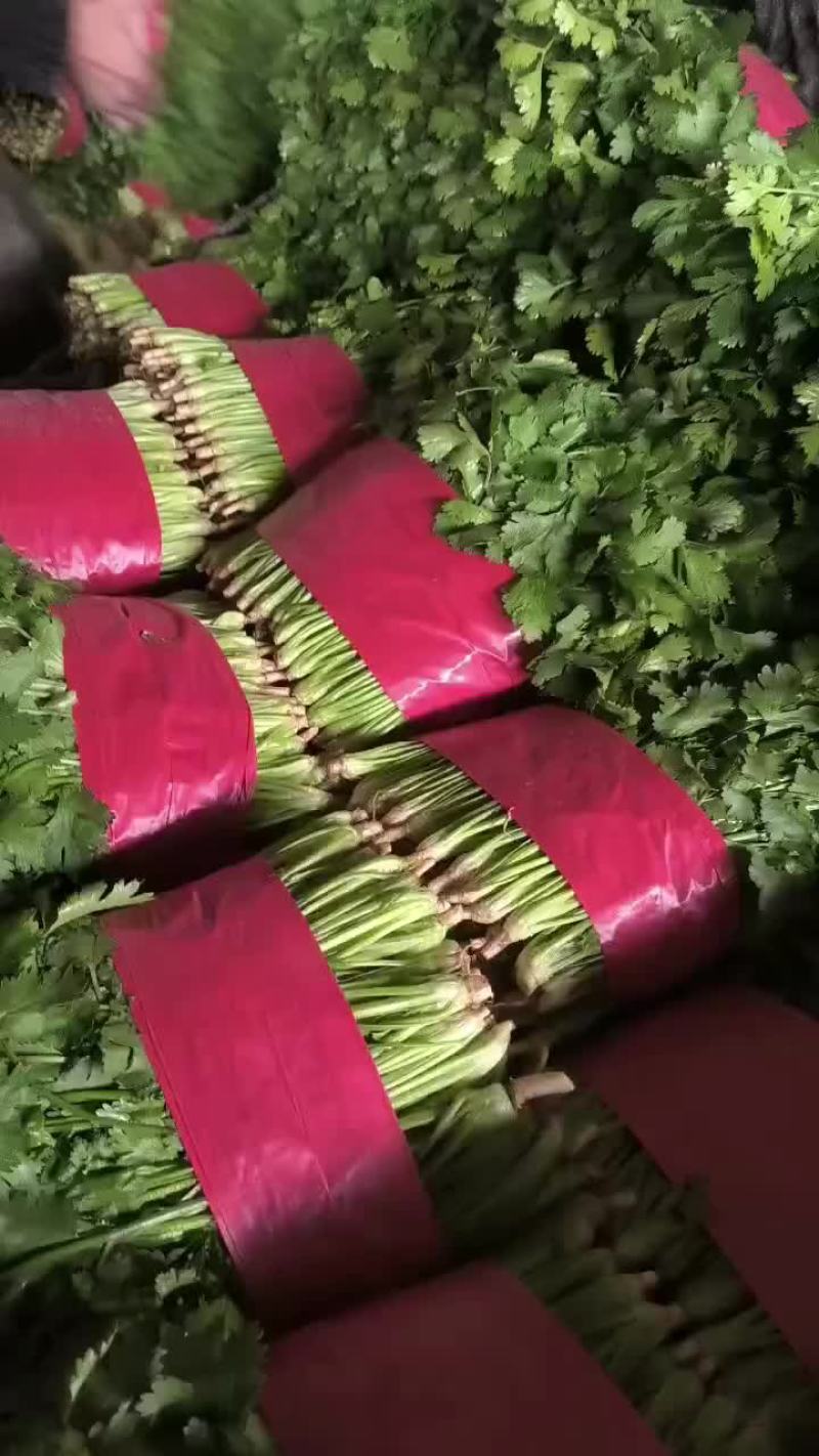 精品香菜，菠菜！