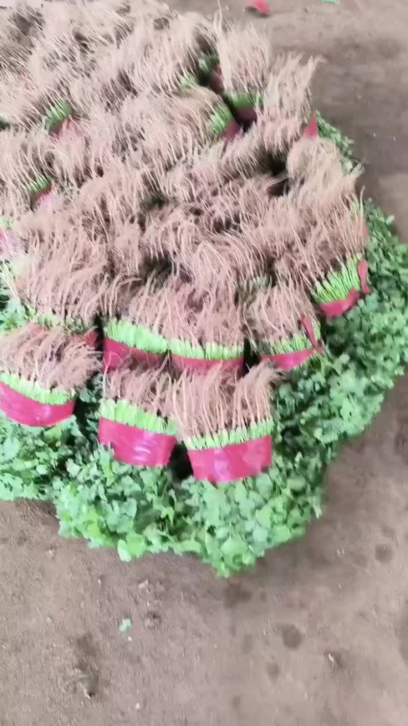 精品香菜，菠菜！