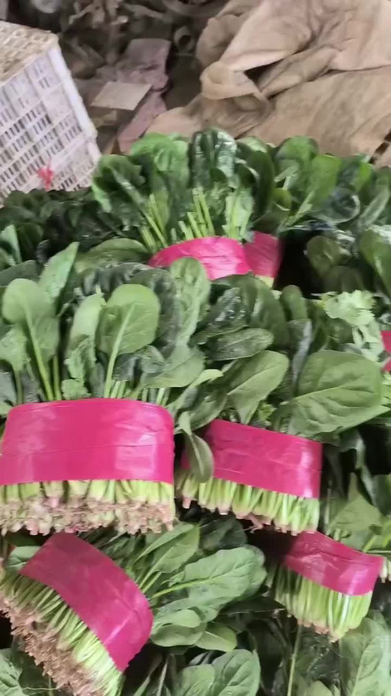 精品香菜，菠菜！