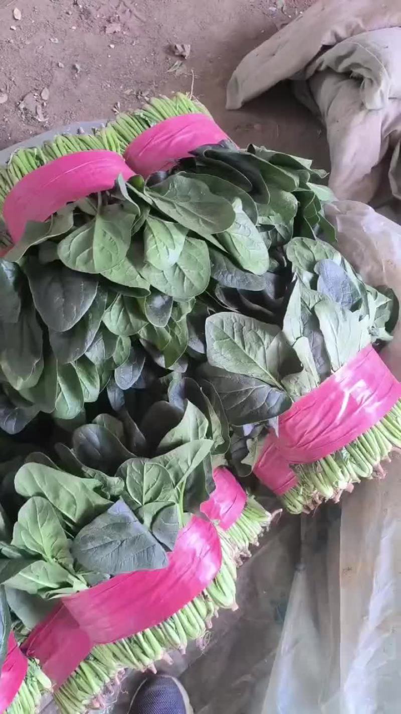 精品香菜，菠菜！