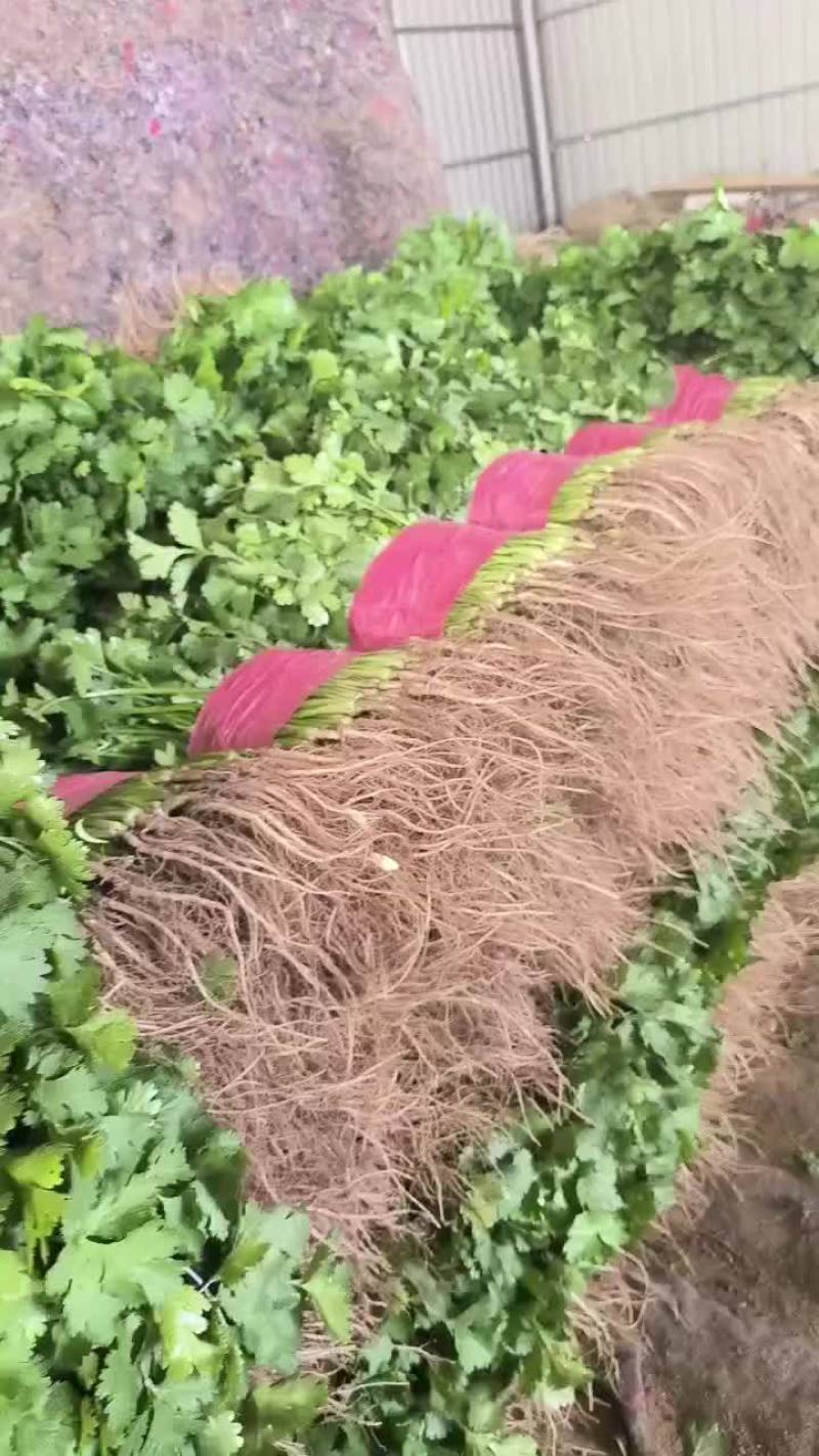 精品香菜，菠菜！