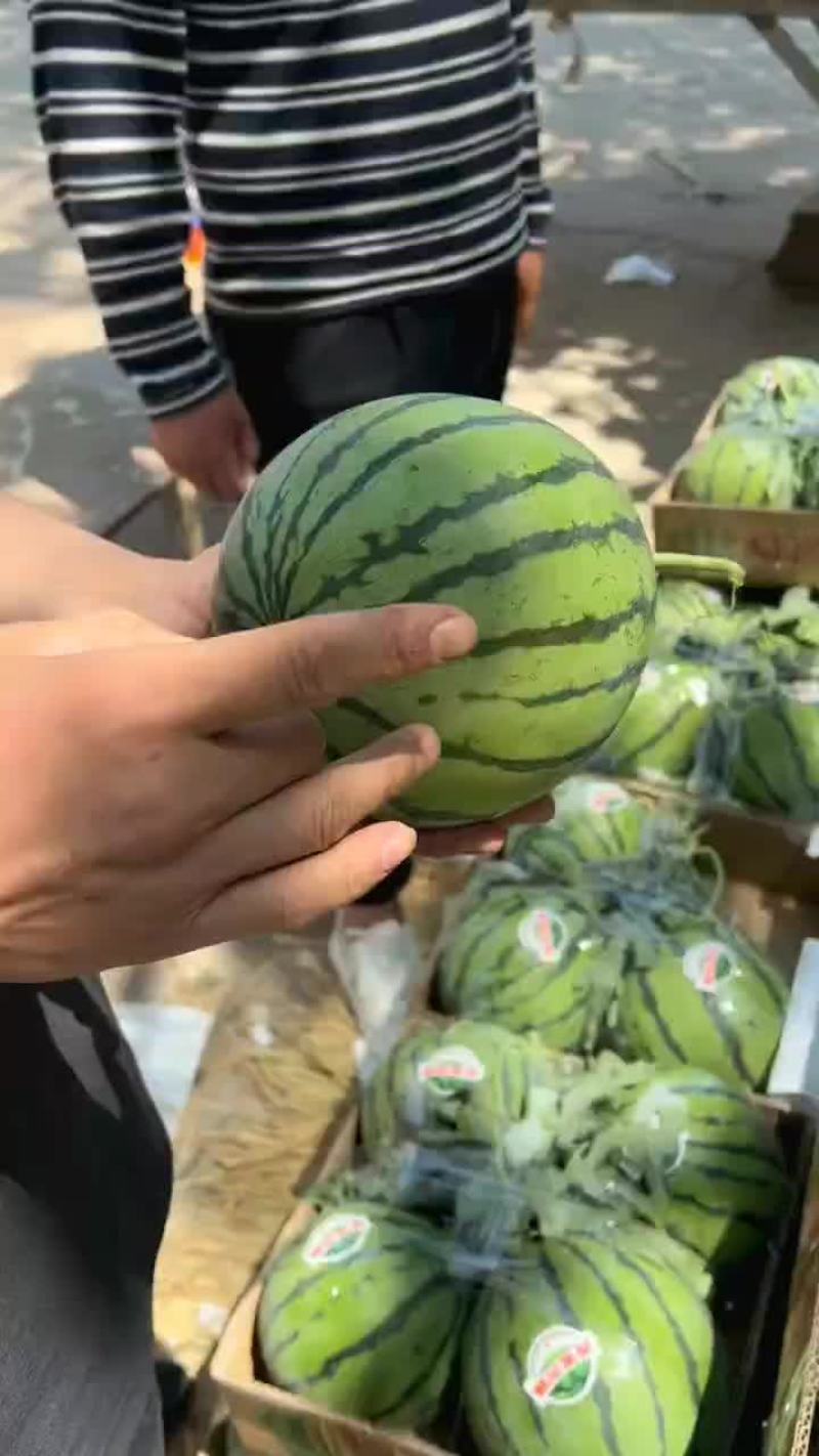 头茬无籽美都8424