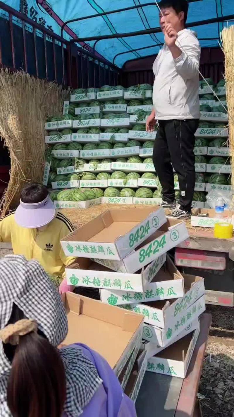 头茬无籽美都8424