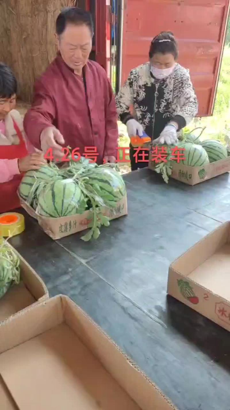 头茬无籽美都8424