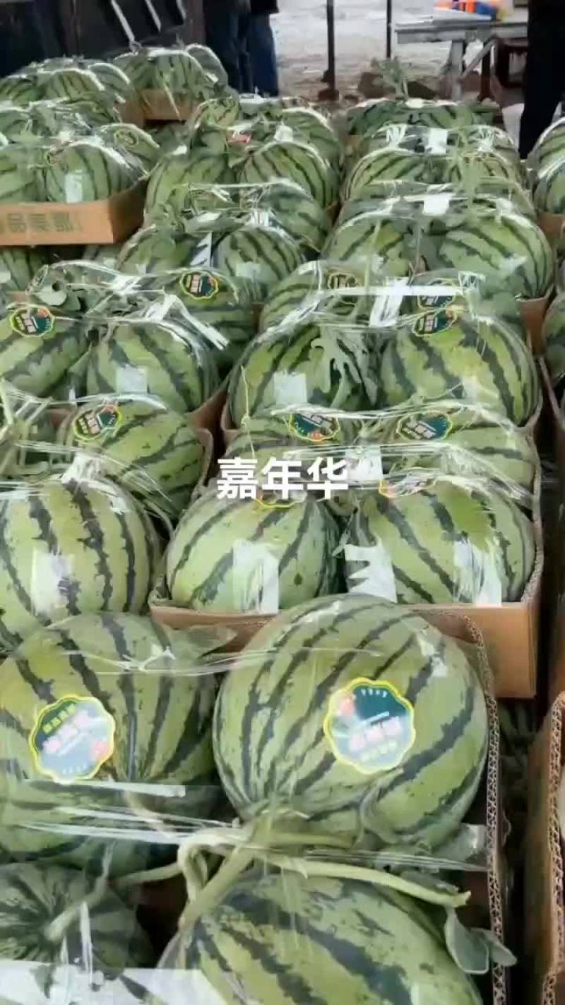 头茬无籽美都8424