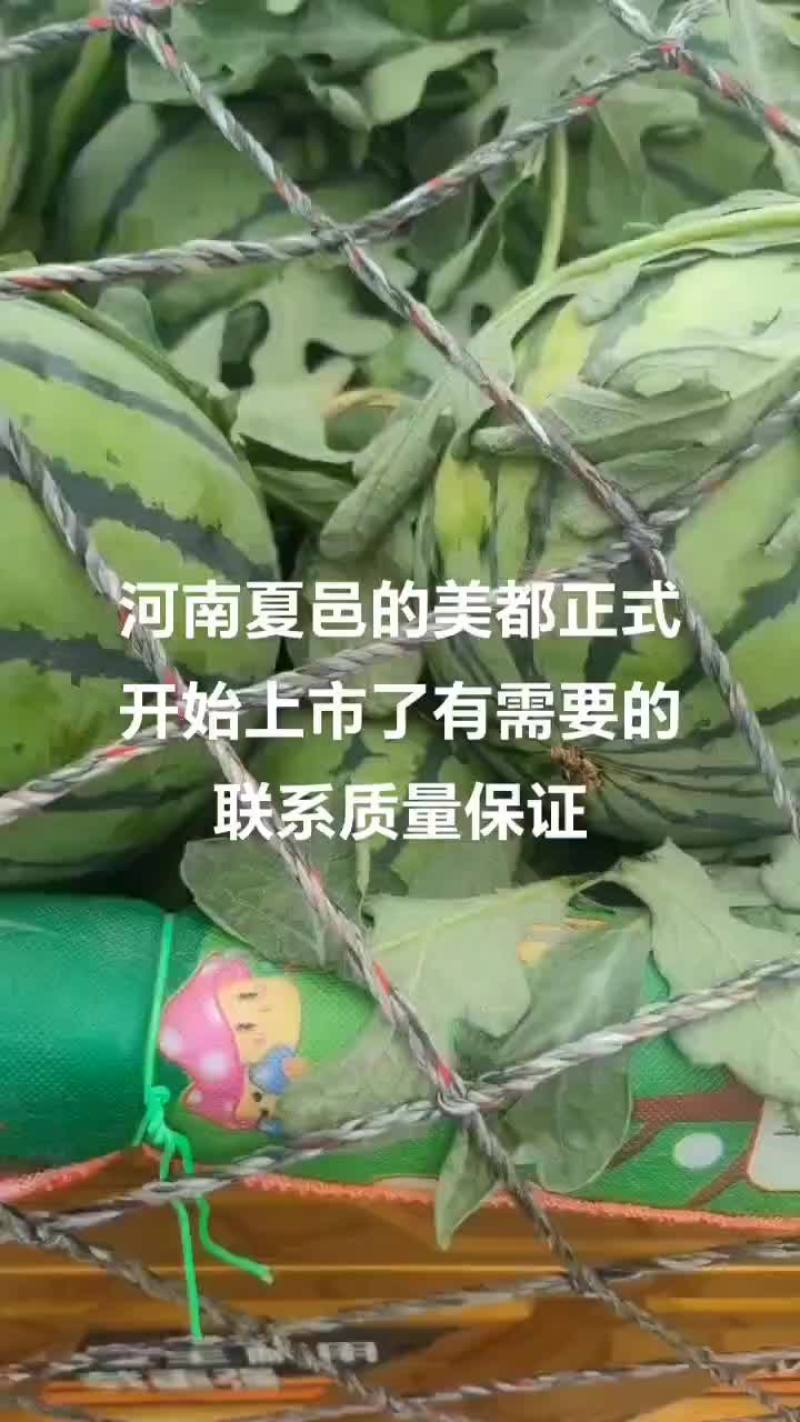 头茬无籽美都8424