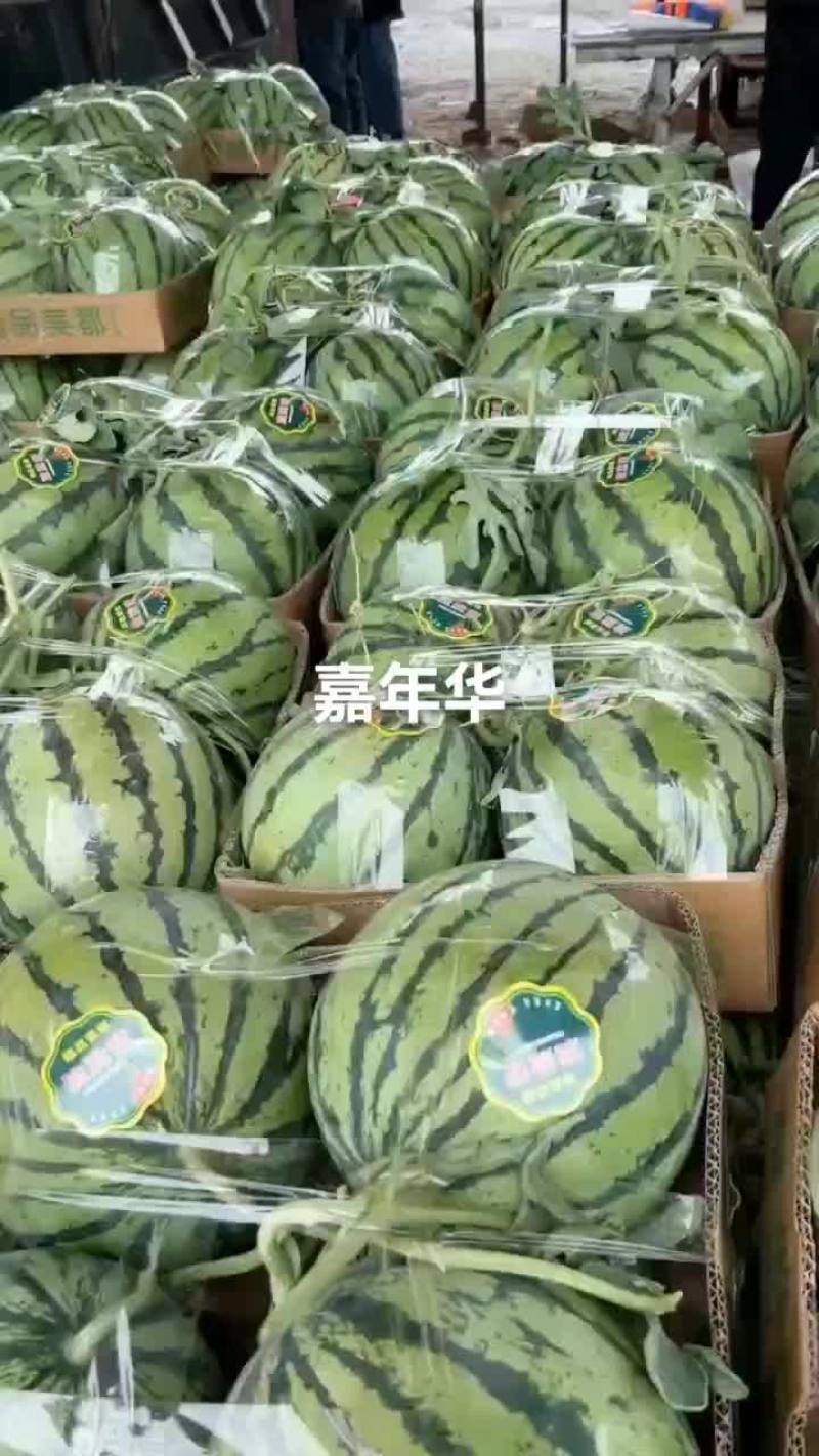 头茬无籽美都8424