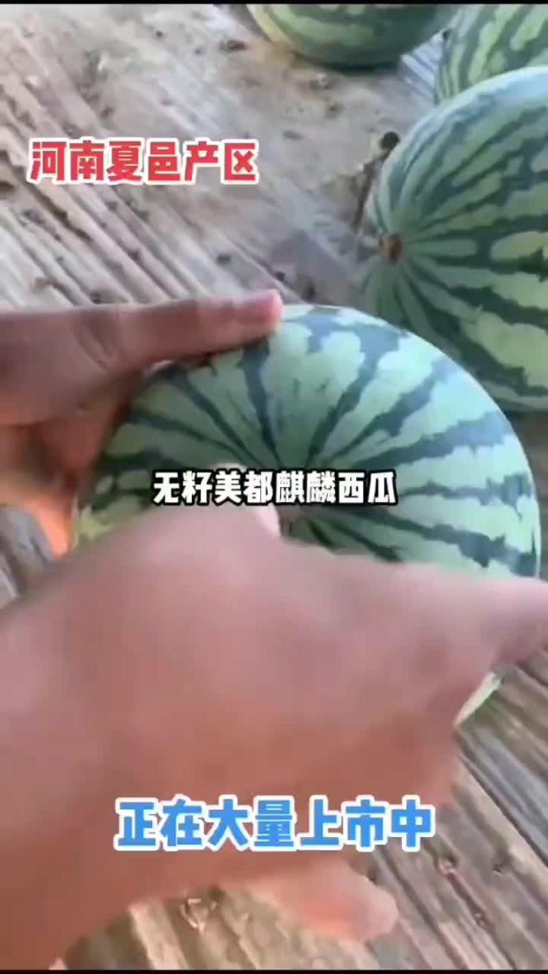 头茬无籽美都8424