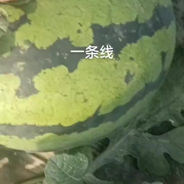 甜王