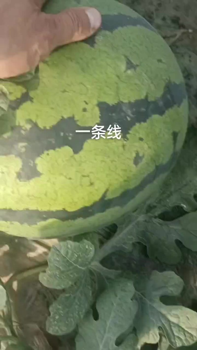 甜王