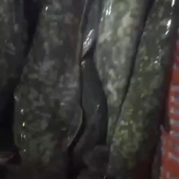 土鲶鱼