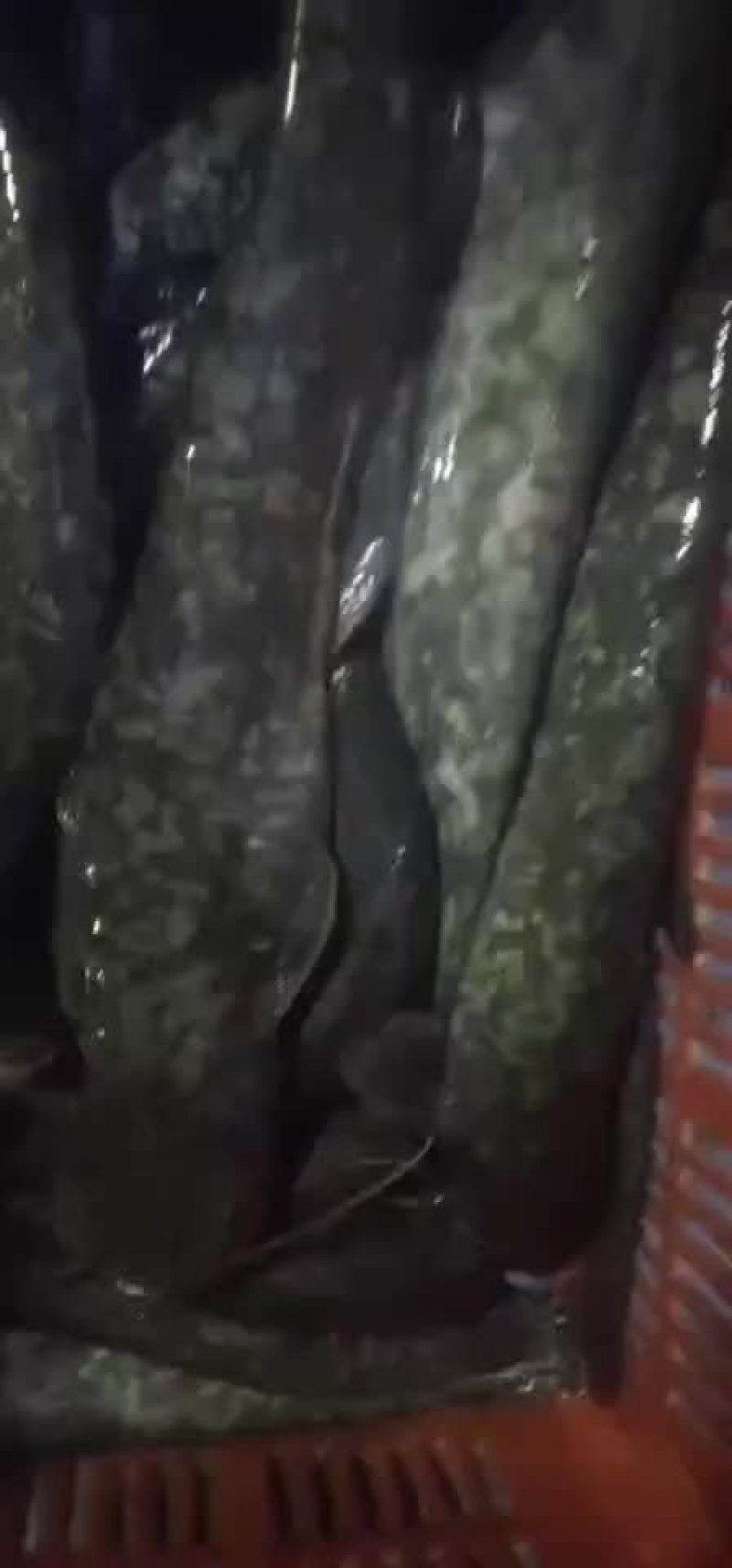 土鲶鱼