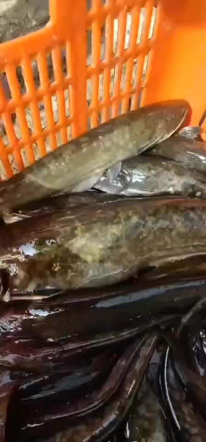 土鲶鱼