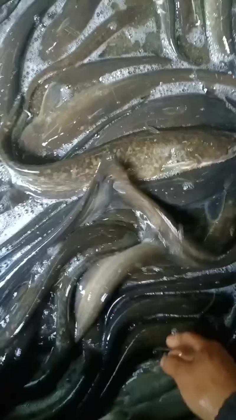 土鲶鱼