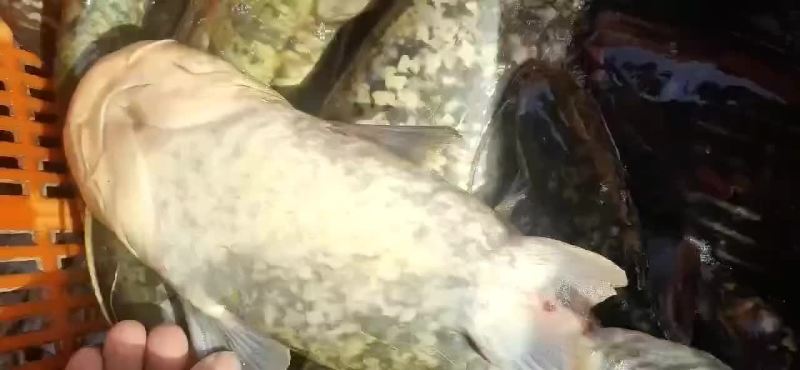 土鲶鱼