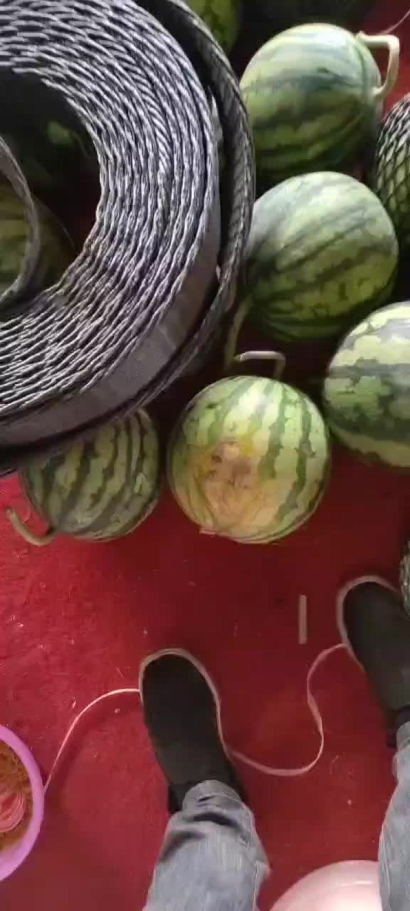 精品头茬无籽美都西瓜