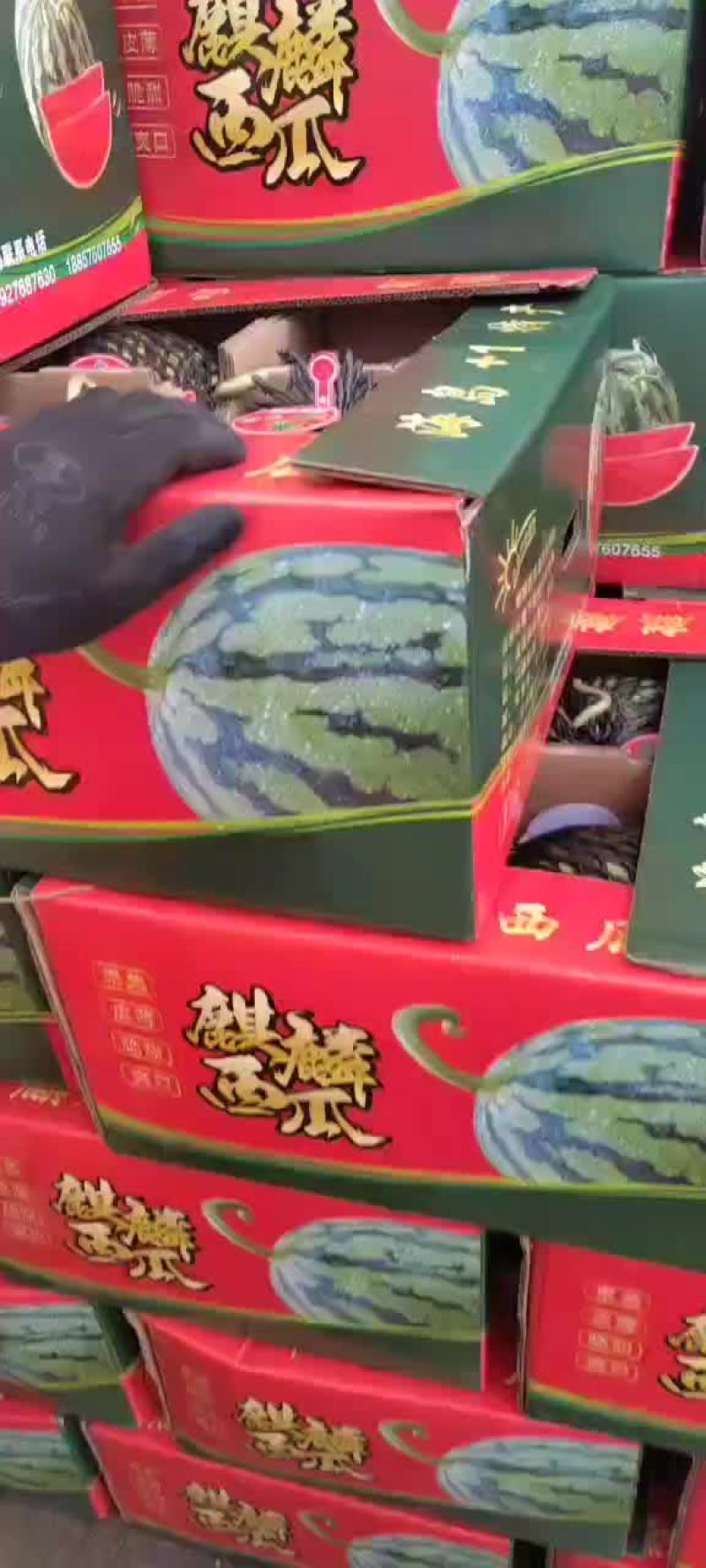 精品头茬无籽美都西瓜