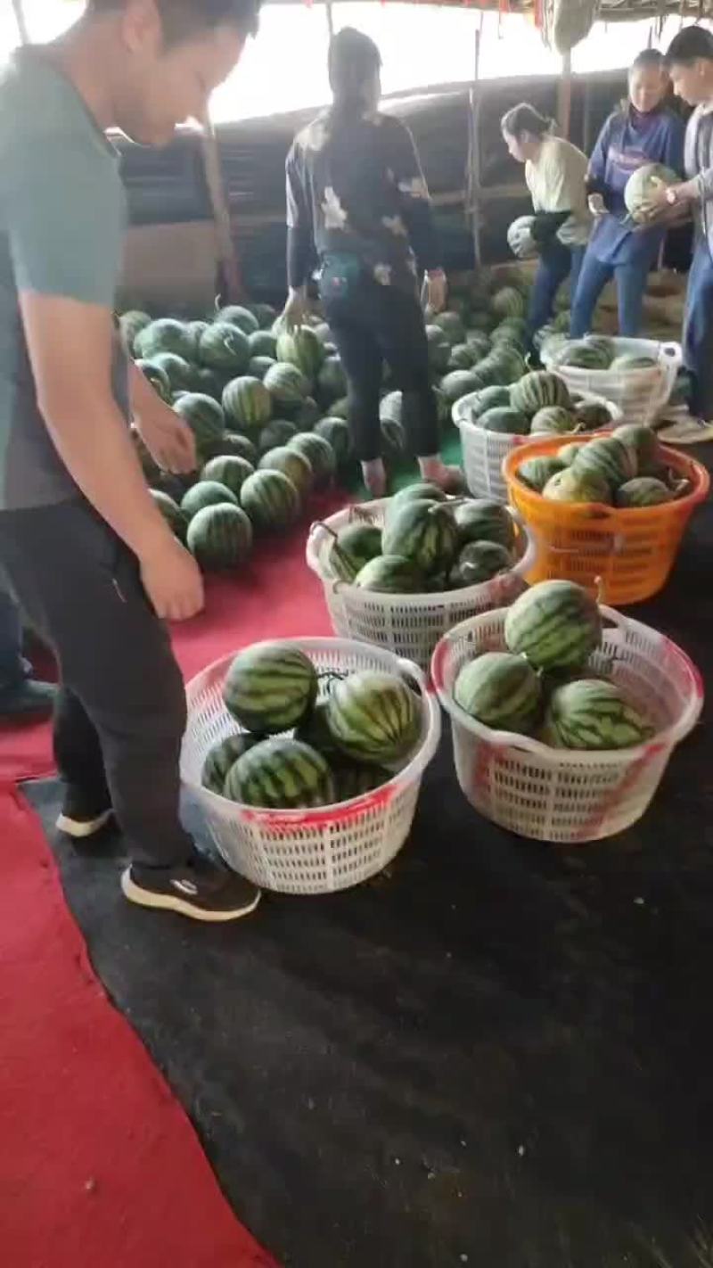 精品头茬无籽美都西瓜