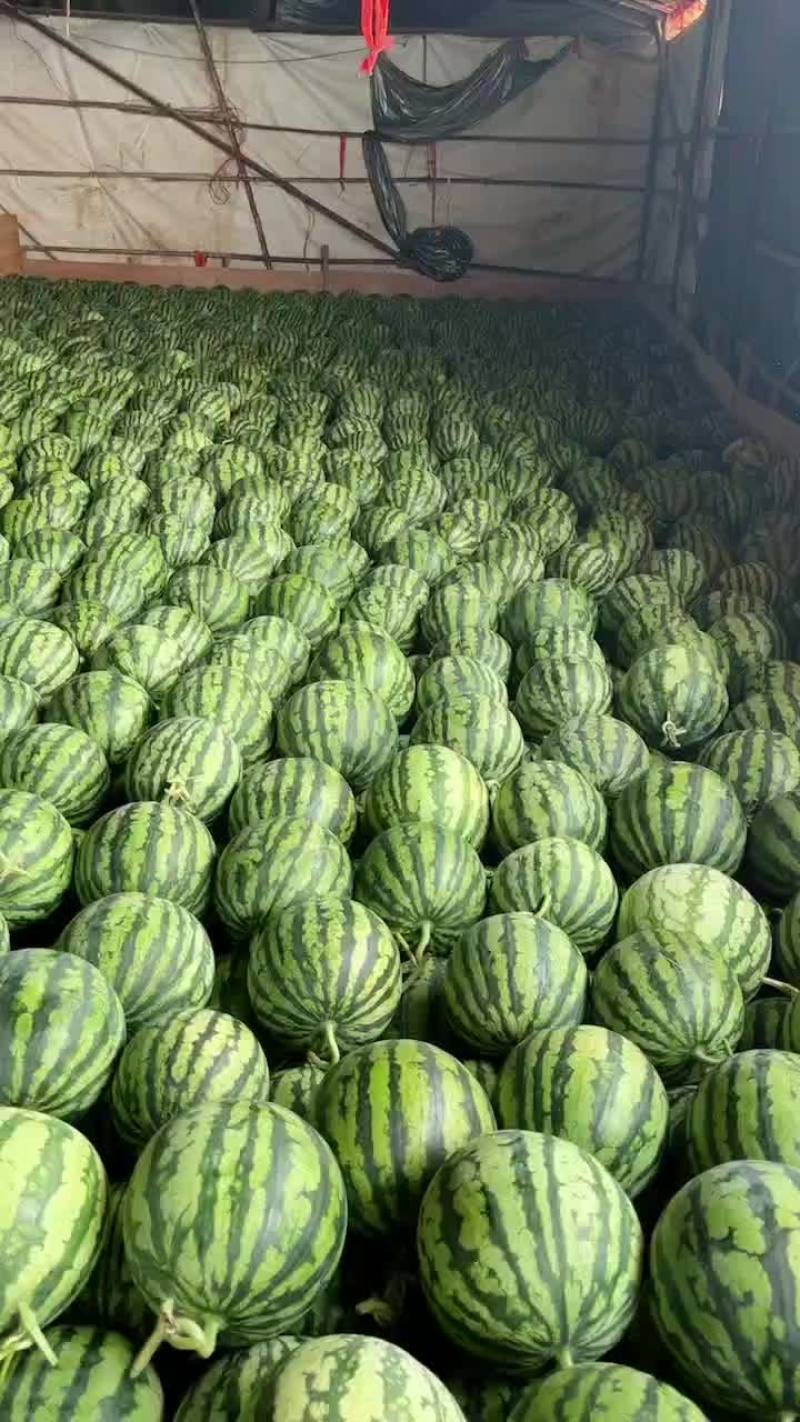 精品头茬无籽美都西瓜