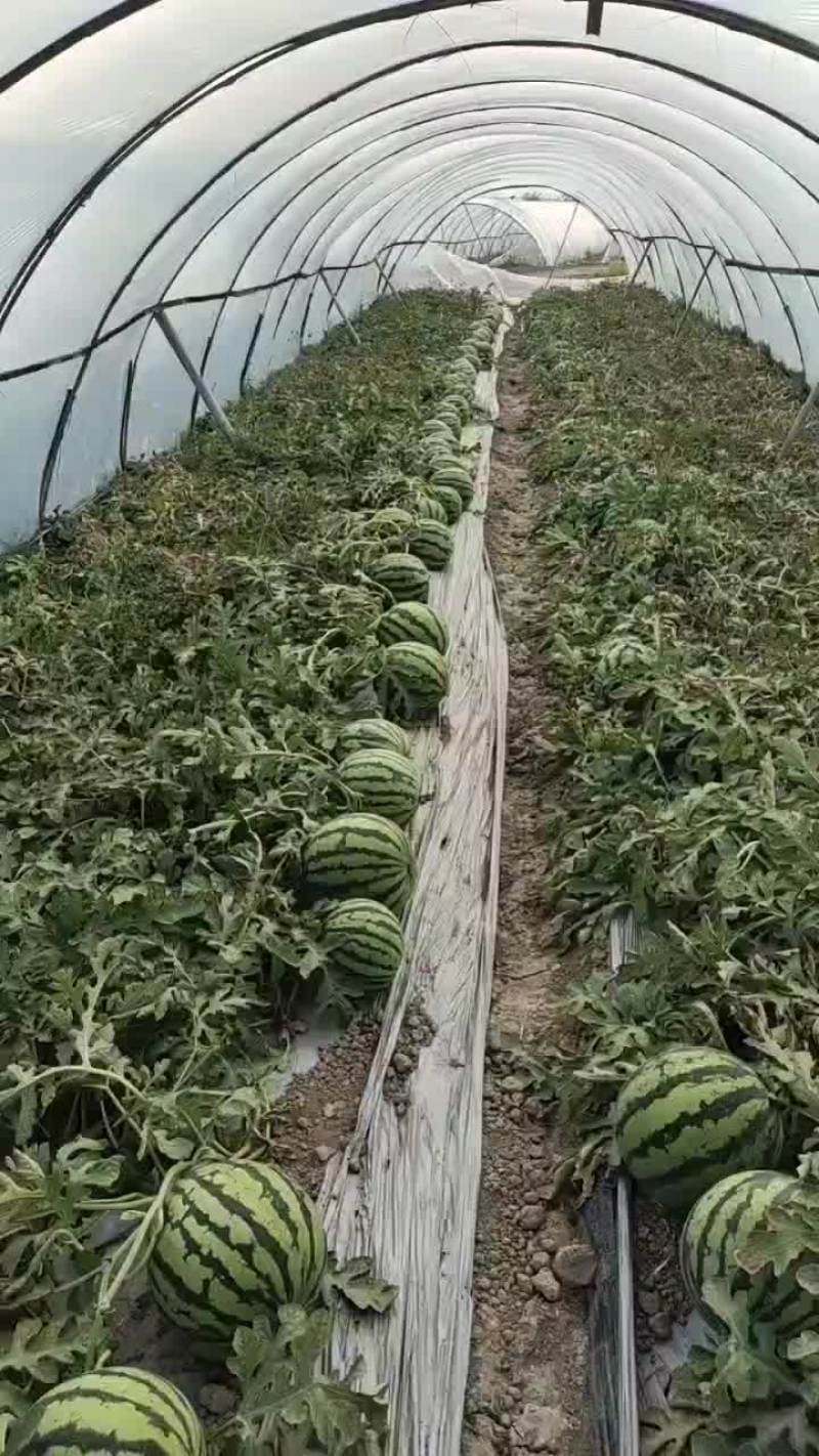 精品头茬无籽美都西瓜