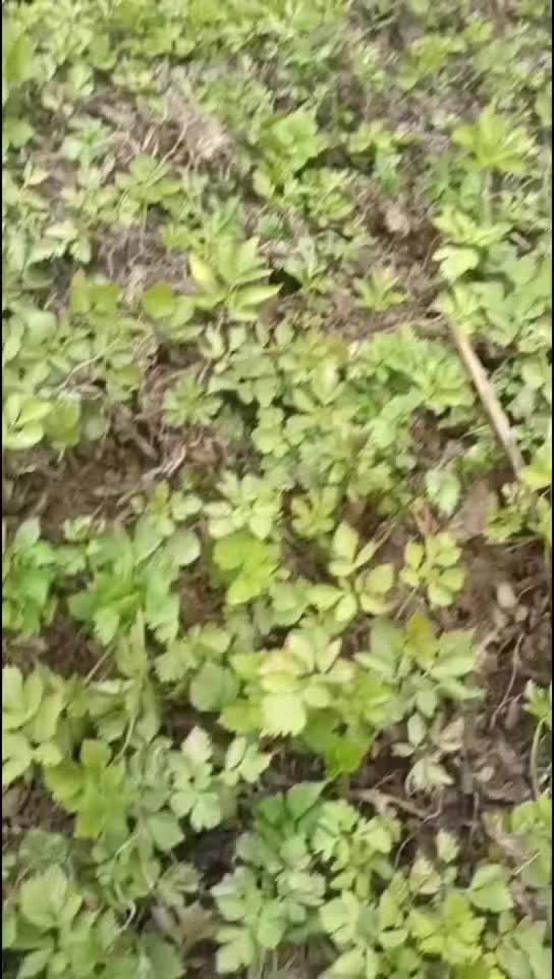 大叶芹苗